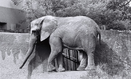 African elephant Teresita in her compound at Sau Paulo Zoo, Brazil