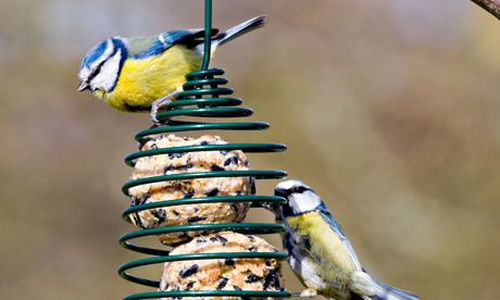 Winter feast … blue tits on a fat ball feeder. Photograph: David Tipling/Alamy
