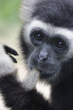 Male pileated gibbon released at Angkor Wat.