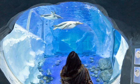 A woman looking at the penguins at the National Sealife centre, Birmingham