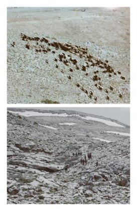 Lebanese photographer Diab Alkarssifi