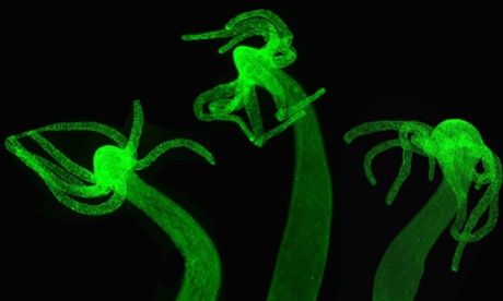 Three Hydra specimens with their nervous systems stained fluorescent green.