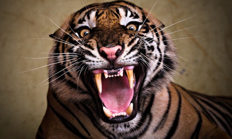 The stuff of nightmares … Sumatran tiger. Photograph: Syahrul Ramadan/Barcroft Media