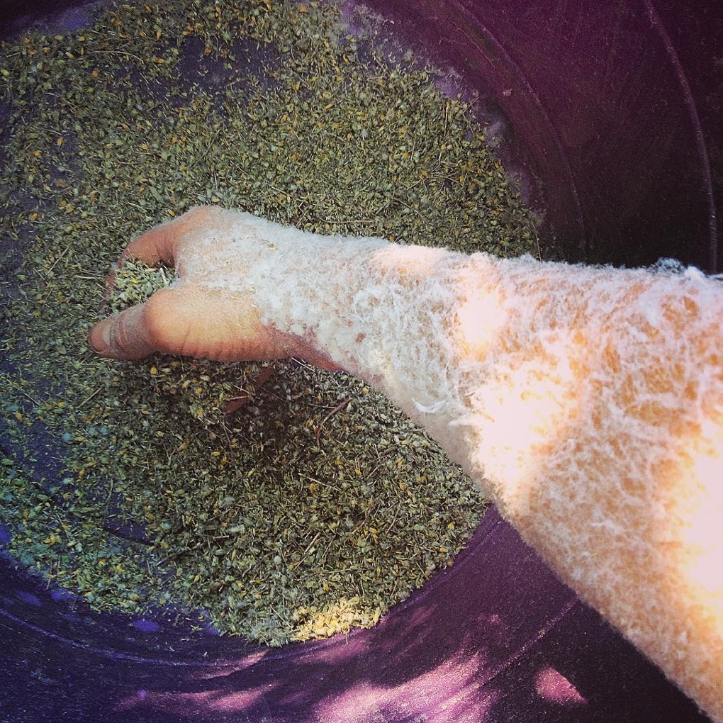 Owen Taylor's lettuce seeds