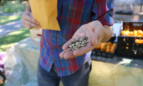 Nathan Kleinman, who founded the Experimental Farm Network, holds watermelon seeds from Homs, Syria. Credit: Robin Shulman