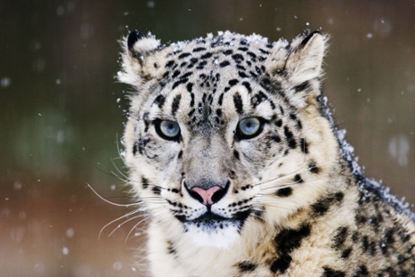 snow leopard