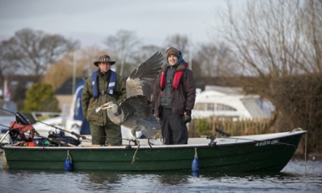 Got one! A heron makes off with its catch.