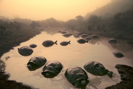 Giant tortoises at Dawn, Galapagos Islands 
