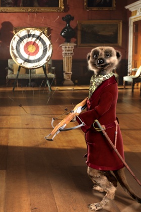 Aleksander the meerkat.