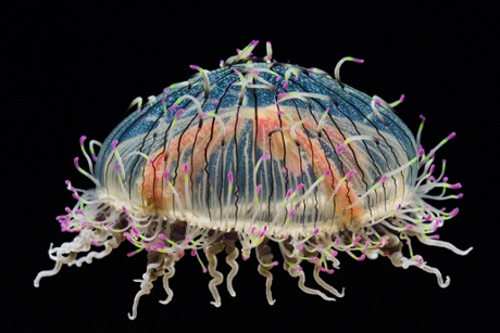 Flower Hat Jelly, California.