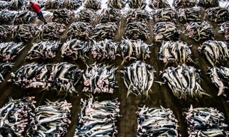 Shark processing factory in Kesennuma, Japan