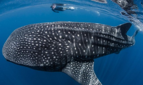 A snorkeller swims with a whale shark in Isla Mujeres, Mexico 