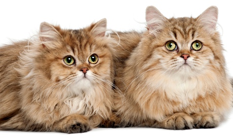two British Longhair cats