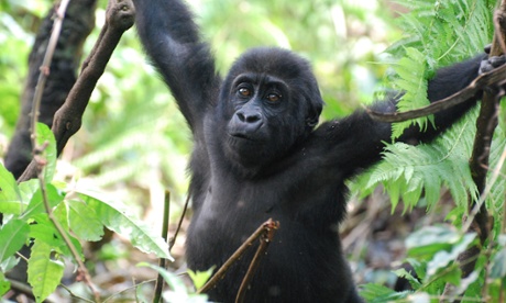 A young Eastern lowland gorilla orphaned by poaching has survived thanks to the Gorilla Rehabilitation and Conservation Education (GRACE) Centre in the Democratic Republic of Congo. This project is supported in part by WAZA institutions. 