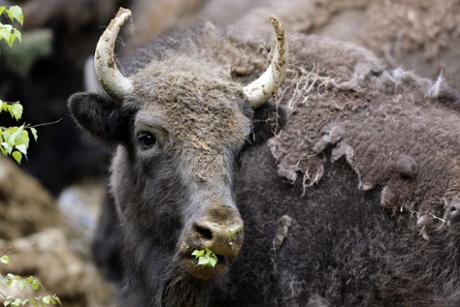 European bison were saved from extinction due to the efforts of zoos. Here a European bison chews on leaves after being relocated to southwestern Romania.