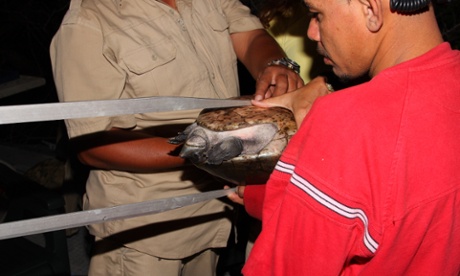 Staff with Zoo Miami and Lamanai Outpost Lodge measure a captured Central American River Turtle or hicatee. This turtle is categorized as Critically Endangered by the IUCN Red List.