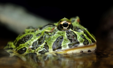 An Ornate Horned Frog, which is considered Near Threatened by the IUCN Red List, at the Ueno Zoological Gardens in Tokyo, Japan. The Ueno Zoological Gardens is the oldest zoo in Japan.