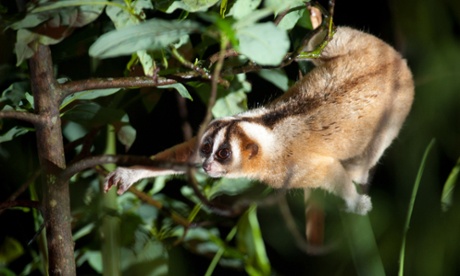 A Javan slow loris in the wild. A conservation project, Little Fireface, helps protect slow lorises in the wild. The project has been supported by a number of zoos.
