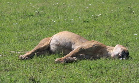 The body of Marsh Lioness Bibi, who died from poisoning at 7.30 am on Sunday 6 December 2015, along with other members of the Marsh Pride. Masai Mara National Reserve, Kenya.