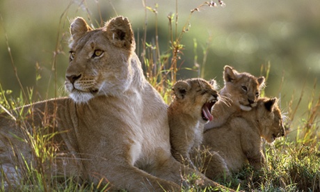 Lioness Bibi in her prime, with three cubs, in the Masai Mara National Reserve, Kenya. Bibi was a member of the Marsh Pride that featured in the BBC TV series 