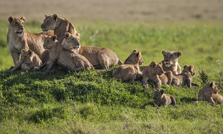 The Marsh Pride at home in the Masai Mara National Reserve, Kenya. Adult lions and cubs relax on a grassy knoll.
