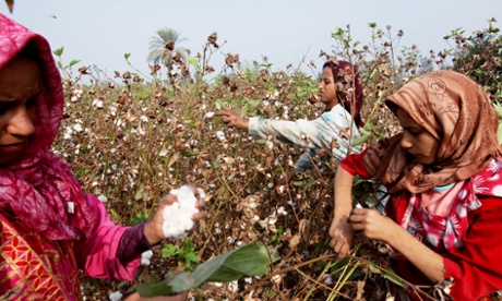 Cotton farmers in Egypt