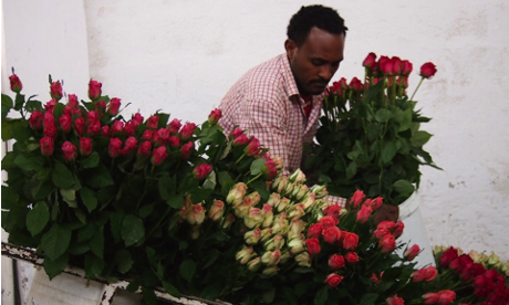 The Herburg flower farm in Ethiopia.