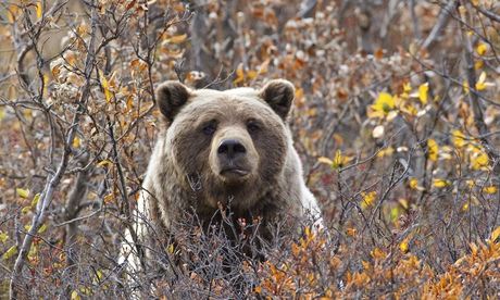 Summertime is bear time in Alaska – Earth's Frozen Kingdom. Photograph: Milo Burcham/BBC