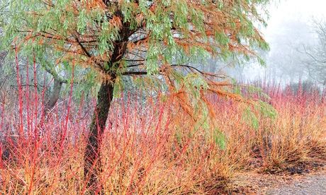 An expanse of Cornus sanguinea 'Midwinter Fire'