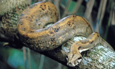 Boa constrictor on Coiba Island, Panama