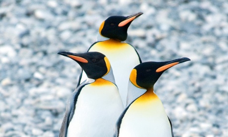 Penguins have a seriously reduced sense of taste