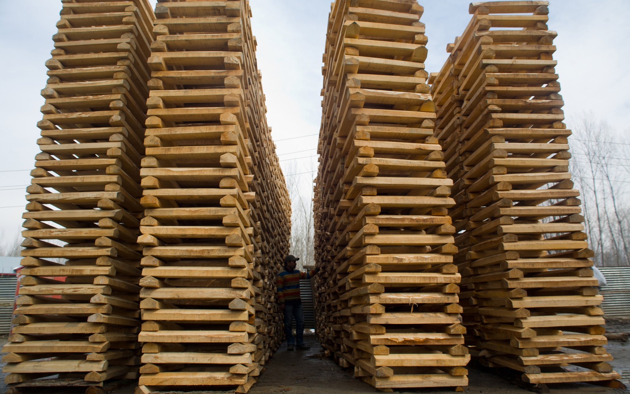 Kashmir willow cricket bat factory in pictures World news The