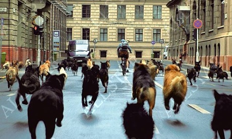 sófia Psotta in the allegorical White God.