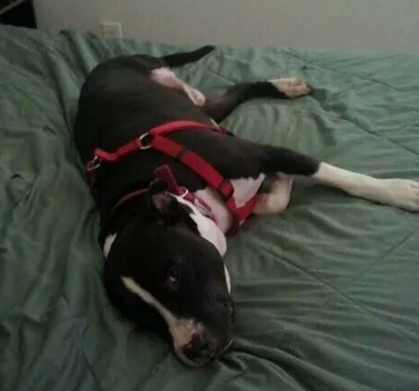 Tooter, Kevin Davis's dog