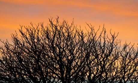 The evening sky seen through the bare branches of a chestnut tree.