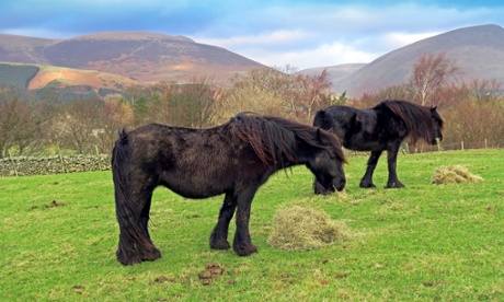 Two of Glenis Cockbain's Fell ponies grazing above Rakefoot Farm.