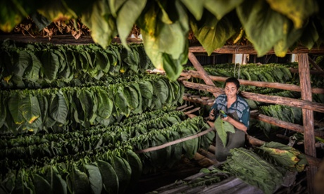 A Cuban worker sews tobacco leaves together.