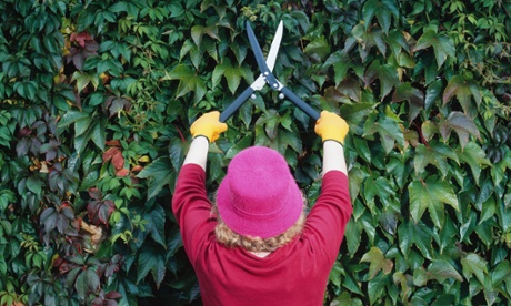 A gardener trims a hedge.