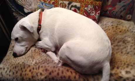 We would love to see your photos of teacher’s pets