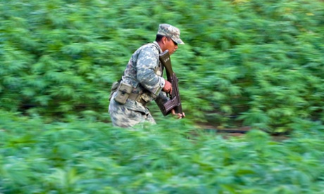 A Mexican soldier runs in a marijuana field in Culiacán, Sinaloa state.