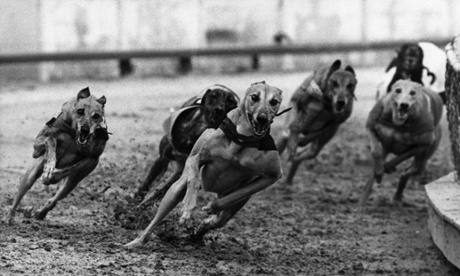 Dog racing at Hackney stadium, London, 1st August 1972. (Photo by Fox Photos/Getty Images)formatlandscape;animal;dog;speed;Sport;GreyhoundRacing;FOX858689;KEYSPORT/DOGRACING