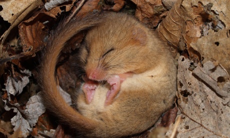 A dormouse