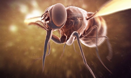 tsetse fly