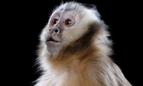 capuchin monkey