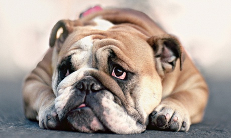 English Bulldog lying on floor, close-up