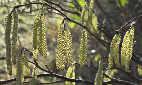 Hazel catkins