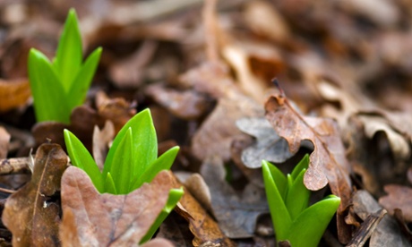 Bulbs beginning  to shoot.