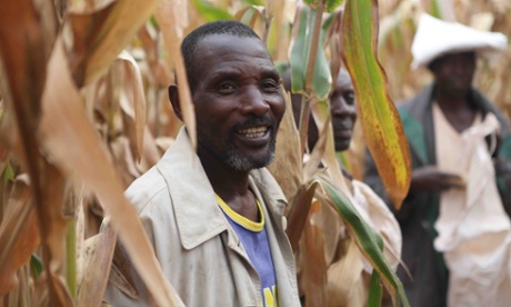 Rwandan farmers in a maize field 