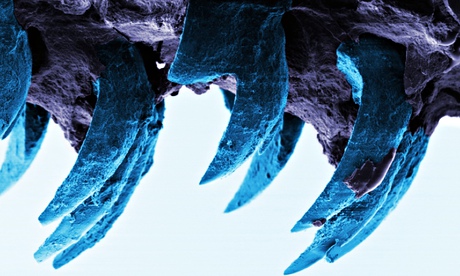 Limpets' teeth