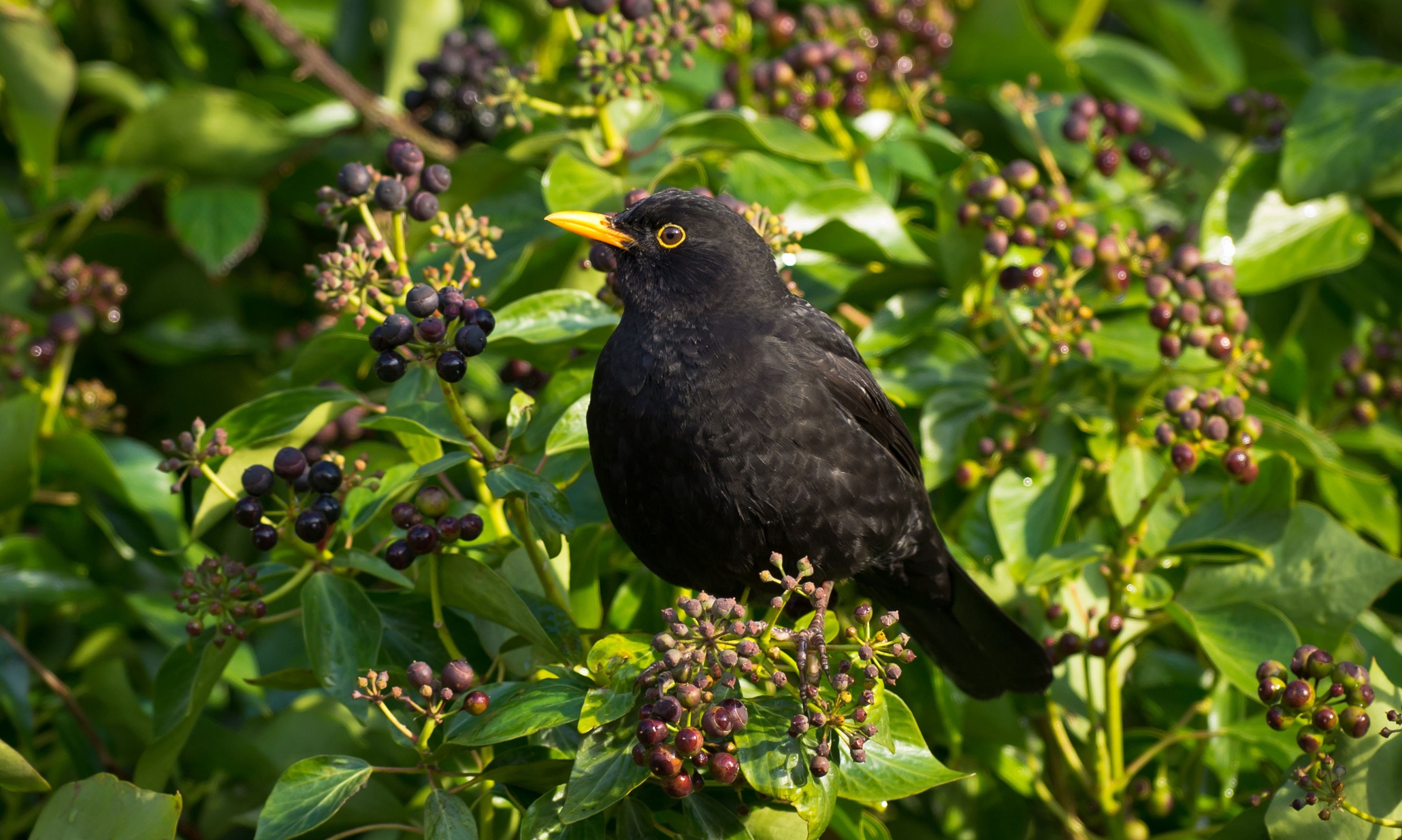 English ivy berry good for birds Life and style The